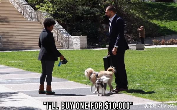 路人测试：10万美金买你的狗！他说“好啊！”你会怎么选择？
