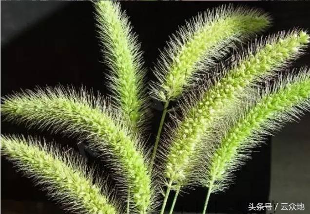 一季稻田间怎样除草更有效,稻田狗尾草怎么除