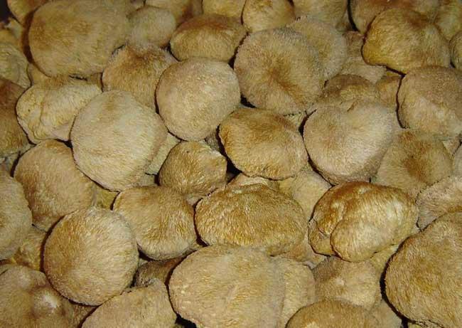 哪些菜养胃对胃病好,养胃菜治胃病偏方