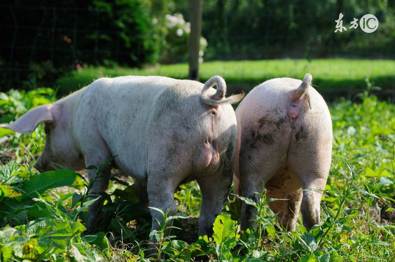 妊娠母猪不吃什么原因,母猪妊娠期间常见问题