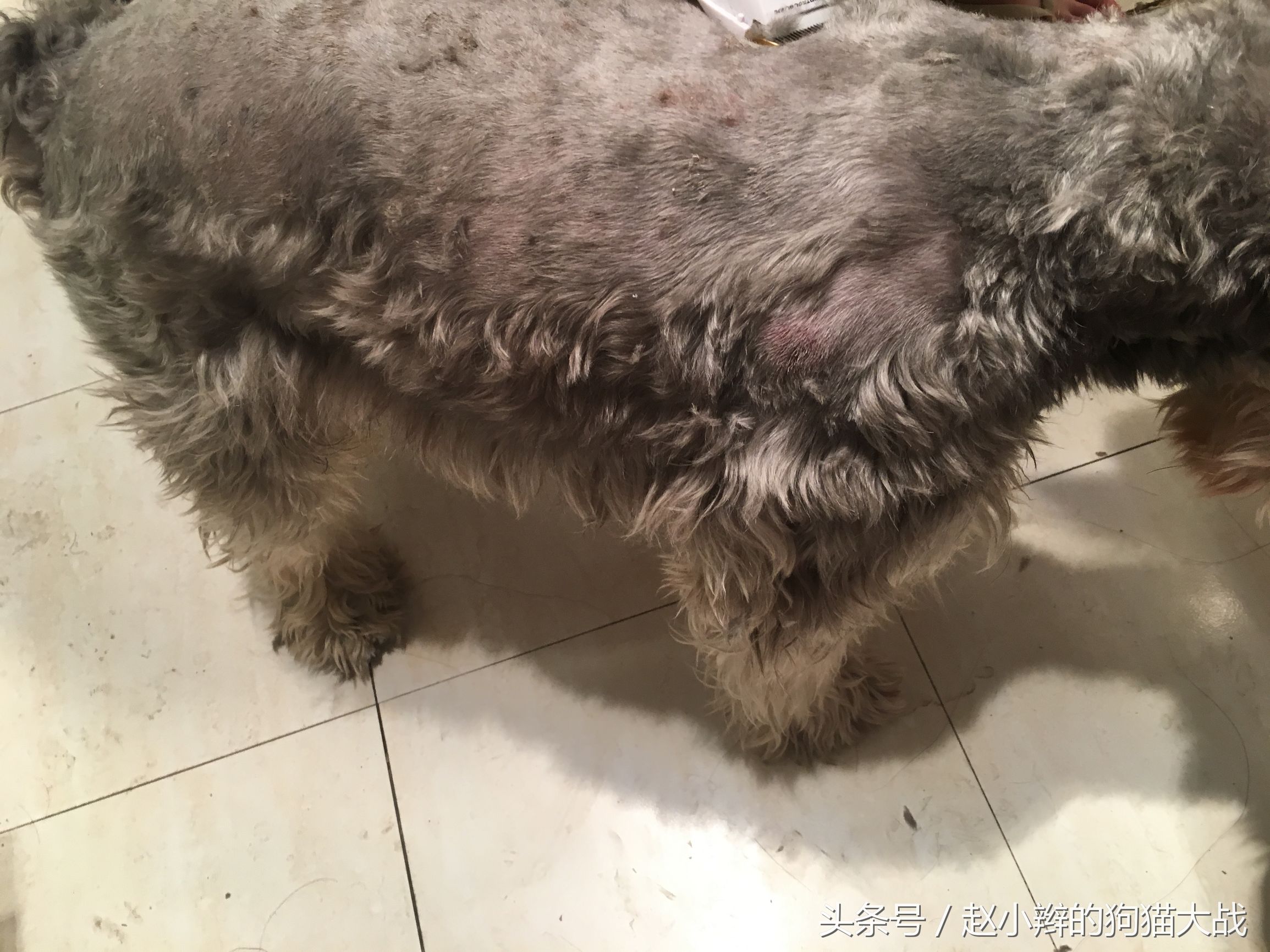 临夏狗剪毛,临夏宠物修毛