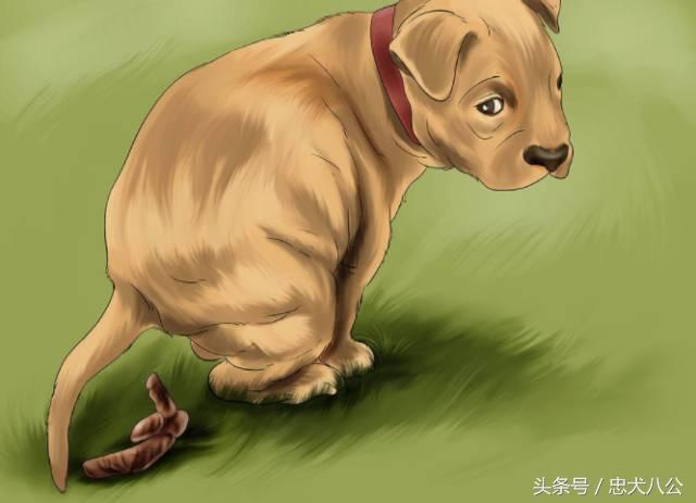 训练狗狗看其他狗不激动,训练狗狗眼睛看着我