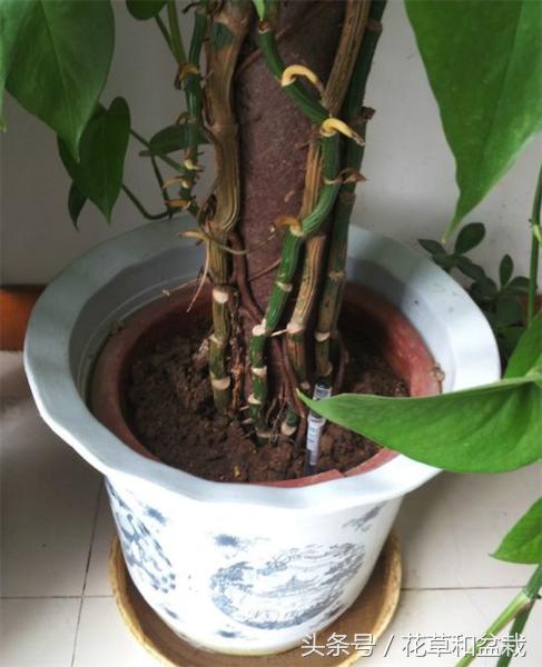 绿萝怎么养才能快速爬墙,盆栽绿萝怎么爬墙