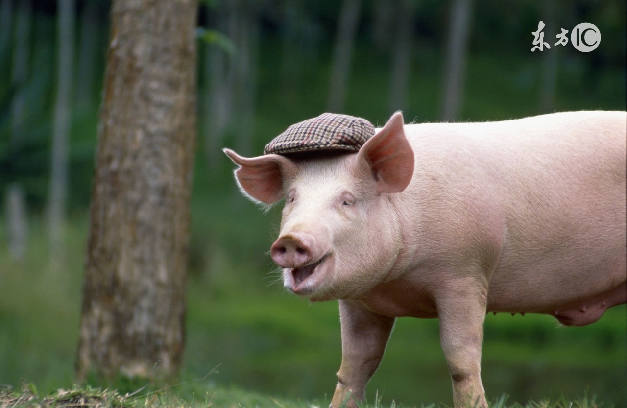 仔猪红痢发病图片,仔猪胀肚拉稀怎么治疗