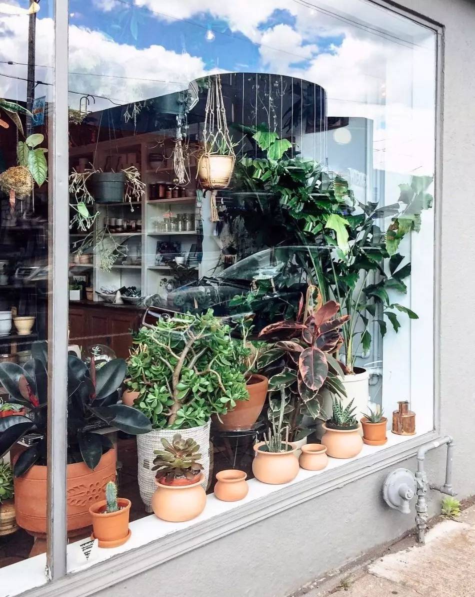 卖的最好的植物店,植物店能买到哪些植物