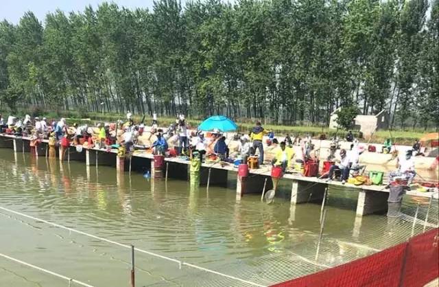 沁阳钓鱼比赛,河南永城垂钓比赛