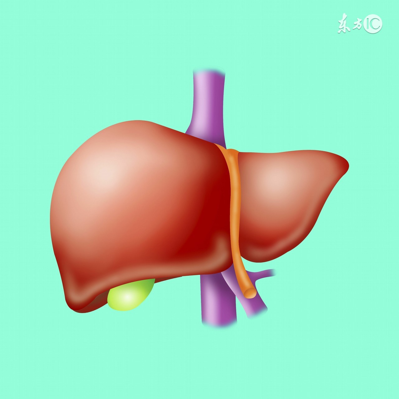 慢性胆囊炎的中医辨证治疗,慢性胆囊炎中药一剂见效
