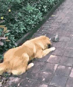 搞笑gif动图：汪星人，你是打算练蛤蟆神功吗