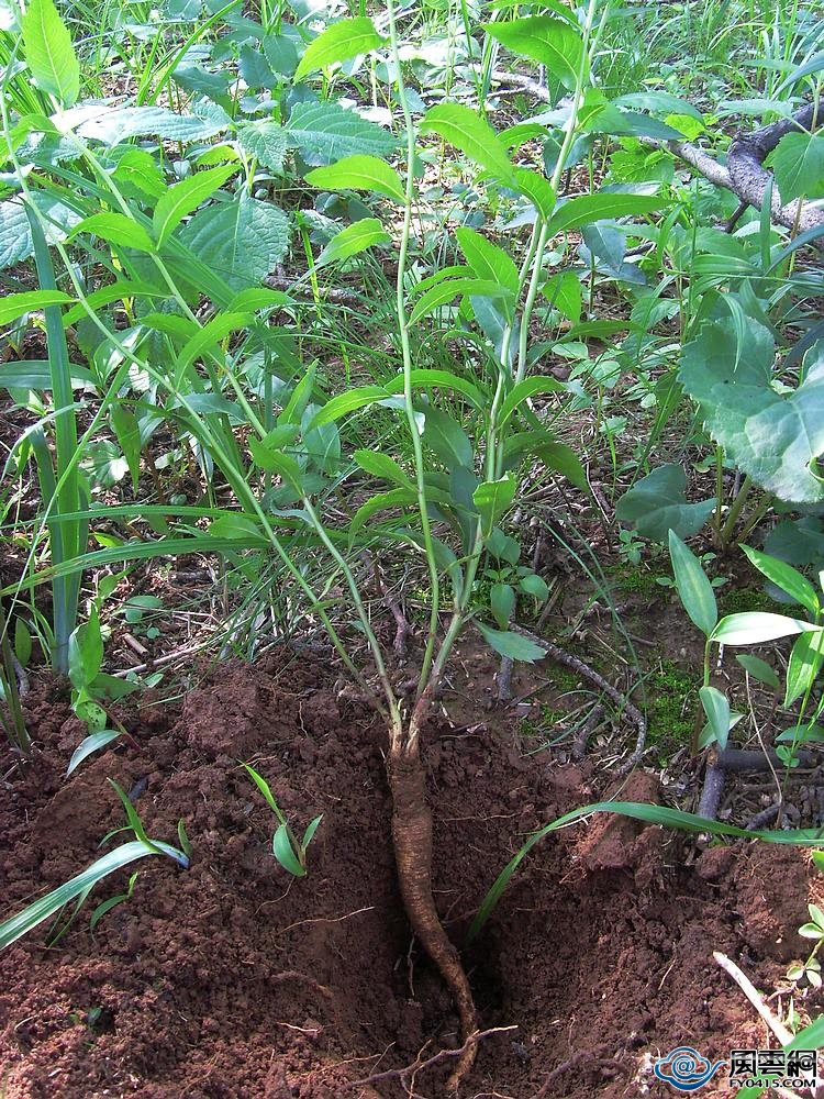 西洋参,人参,*党**参,太子参,沙参都是参,但作用差别就大了!