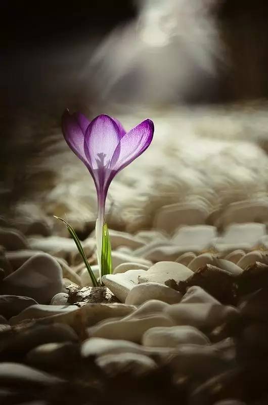 罕见的花红色,正宗藏红花西藏的藏红花