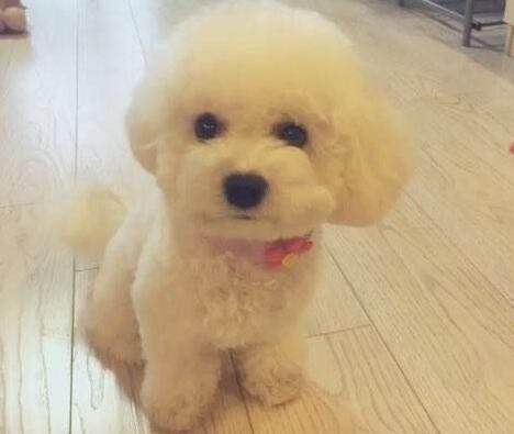 宠物市场狗狗的价格,十种狗狗价格