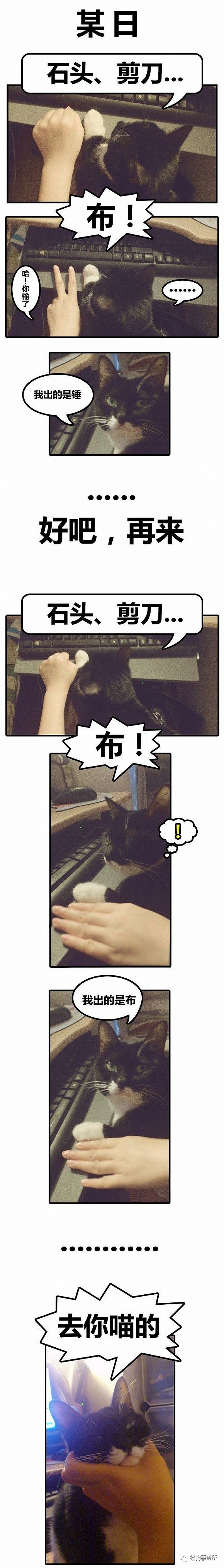 为什么猫可以让一个人的心情变好,猫能使人成熟的从来不是岁月