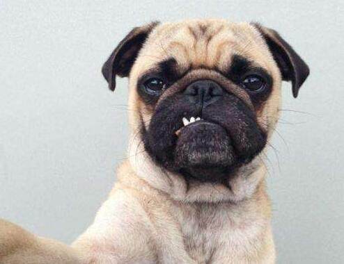 狗狗价格表又便宜又好养,宠物市场狗狗的价格