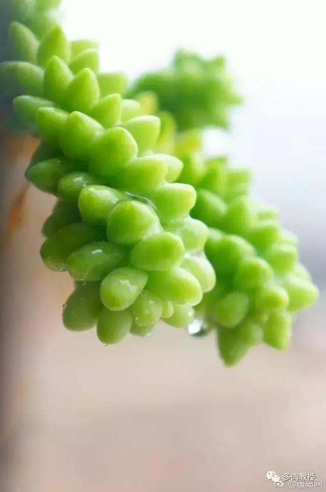 多肉的奇特之处,养的多肉长了蘑菇