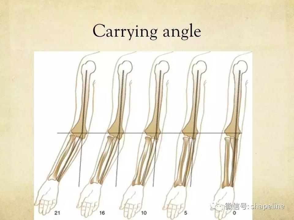 杠铃曲杆健身方法,杠铃曲杆可以练哪些动作