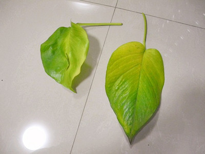 绿萝各种问题的原因及解决方法,绿萝变大叶