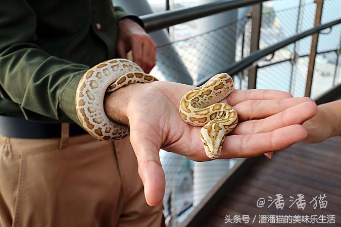 迪拜旅游是落地签吗,迪拜自由行免费签证