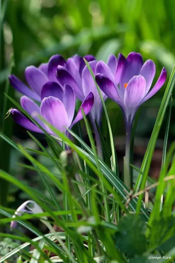 罕见的花红色,正宗藏红花西藏的藏红花