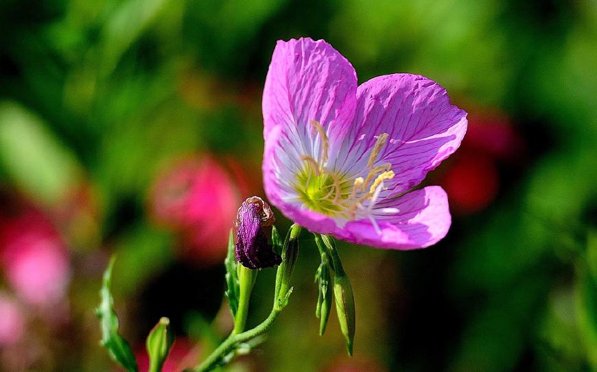 月见草含油量达25.1%含Y~亚麻酸达8.1%，最有开发前景