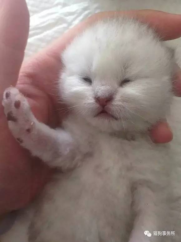 为什么猫可以让一个人的心情变好,猫能使人成熟的从来不是岁月