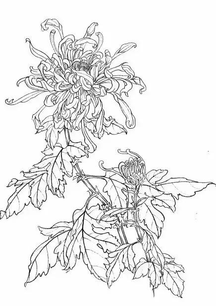 菊花白描工笔画图片大全,国画菊花鸟类白描教学视频