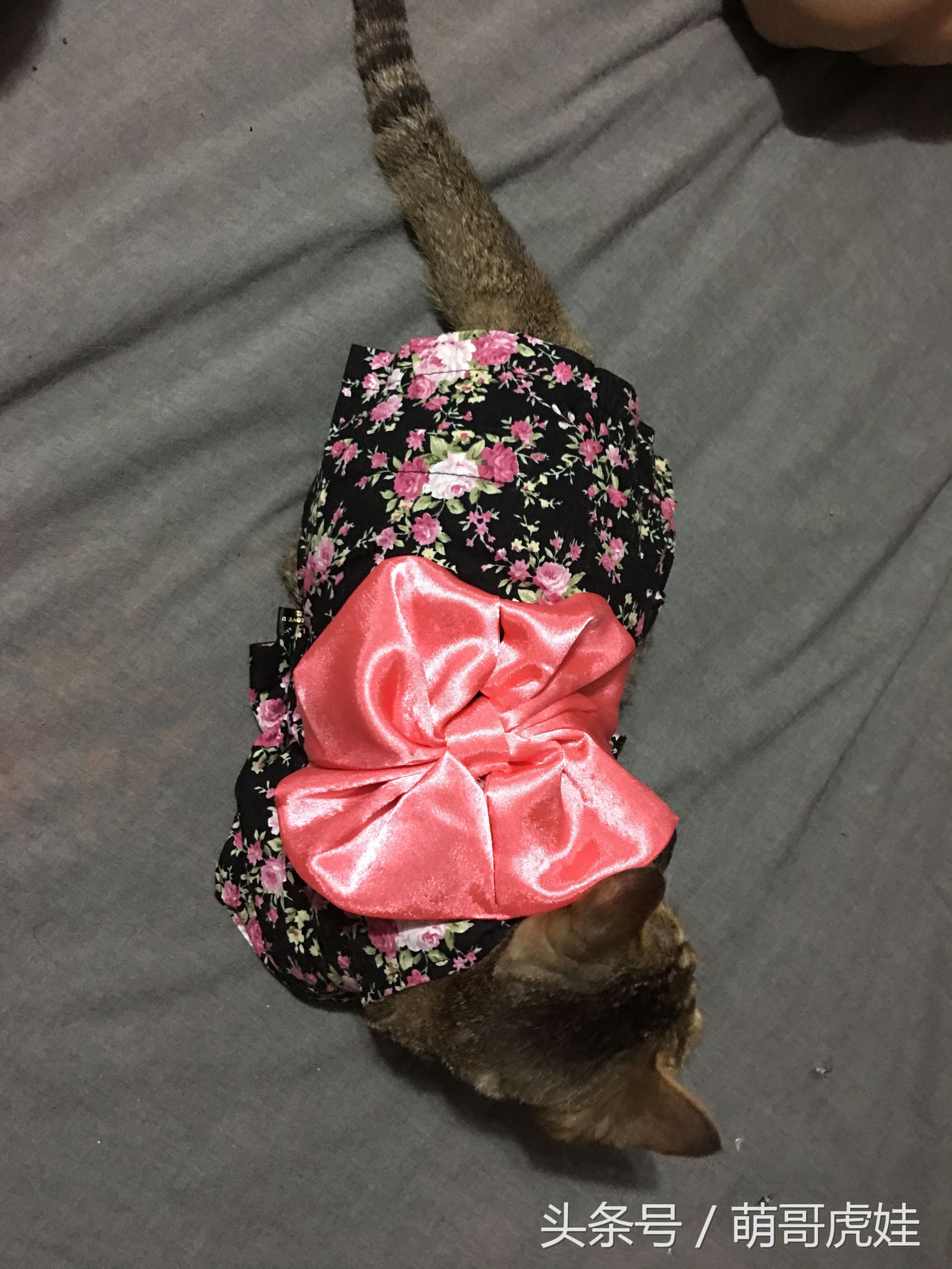 胖乎乎的喵星人妹子，穿上小衣服怎么拍都美美哒，铲屎的边拍照边被萌得满脸血啊