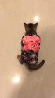 胖乎乎的喵星人妹子，穿上小衣服怎么拍都美美哒，铲屎的边拍照边被萌得满脸血啊