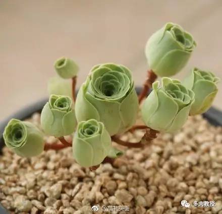 多肉的奇特之处,养的多肉长了蘑菇