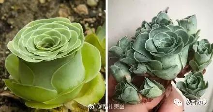 多肉的奇特之处,养的多肉长了蘑菇
