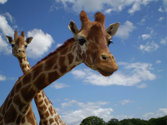 布莱克浦市海滩,布莱克浦的景点