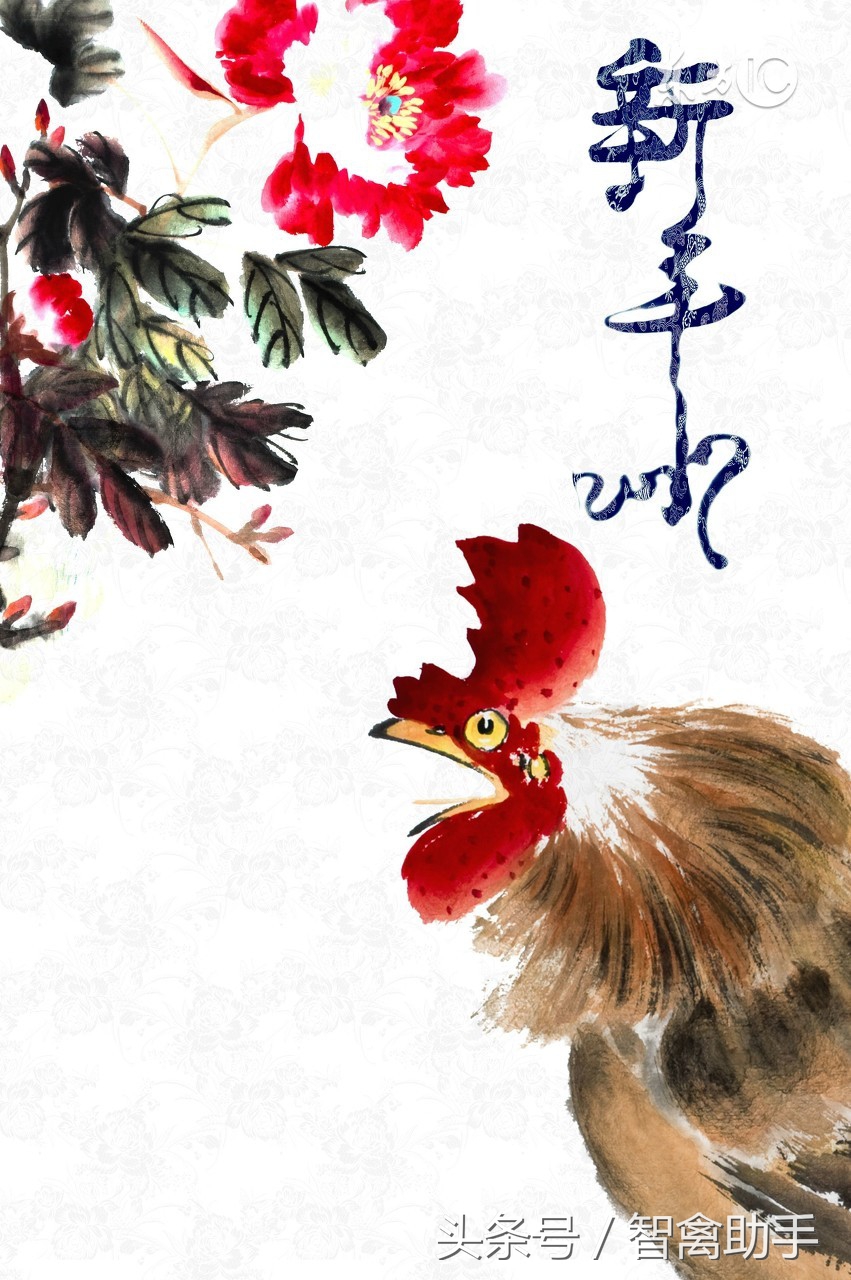 芦花鸡养殖技术大全,芦花鸡养殖技术知识大全