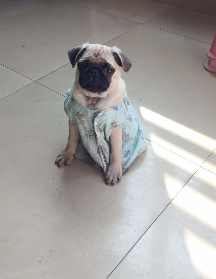 家有傻狗乐趣多,家有傻狗铲屎官的乐趣