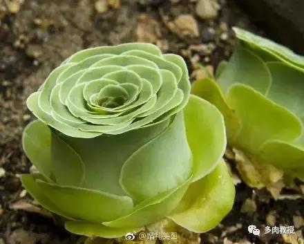 多肉的奇特之处,养的多肉长了蘑菇