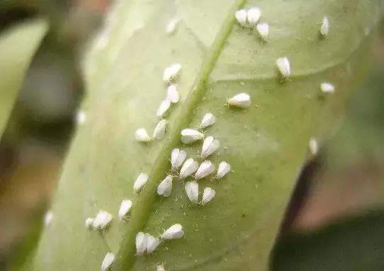 可以用驱蚊剂喷花吗,灭蚊喷雾剂可以喷花草吗