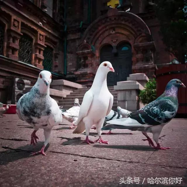 中俄博览会小吃,中俄博览会俄罗斯食品