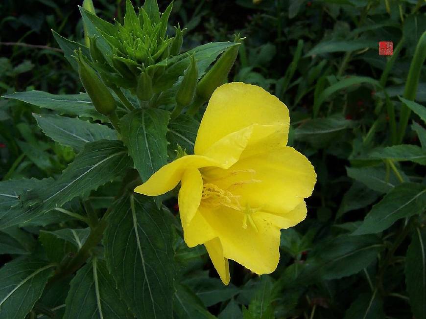 月见草含油量达25.1%含Y~亚麻酸达8.1%，最有开发前景