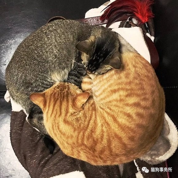 为什么猫可以让一个人的心情变好,猫能使人成熟的从来不是岁月