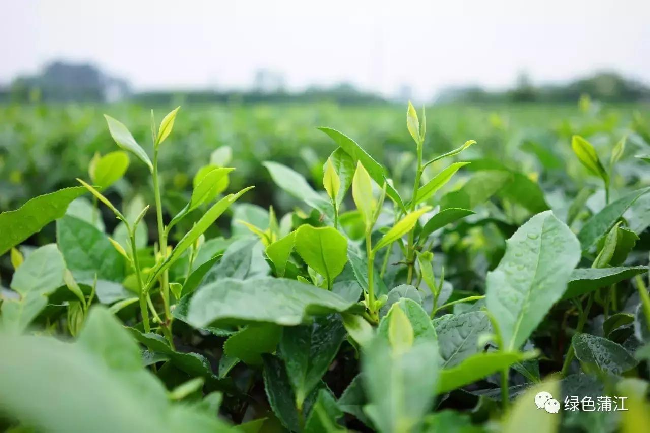 制陶、染布、品美食，6月24—25日，来成都仁和春天感受明月村的诗意生活