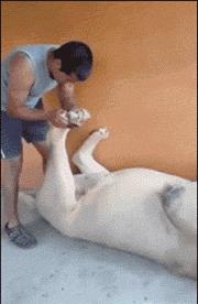 大爷的遮阳工具堪称完美,整体搭配又如此清新脱俗