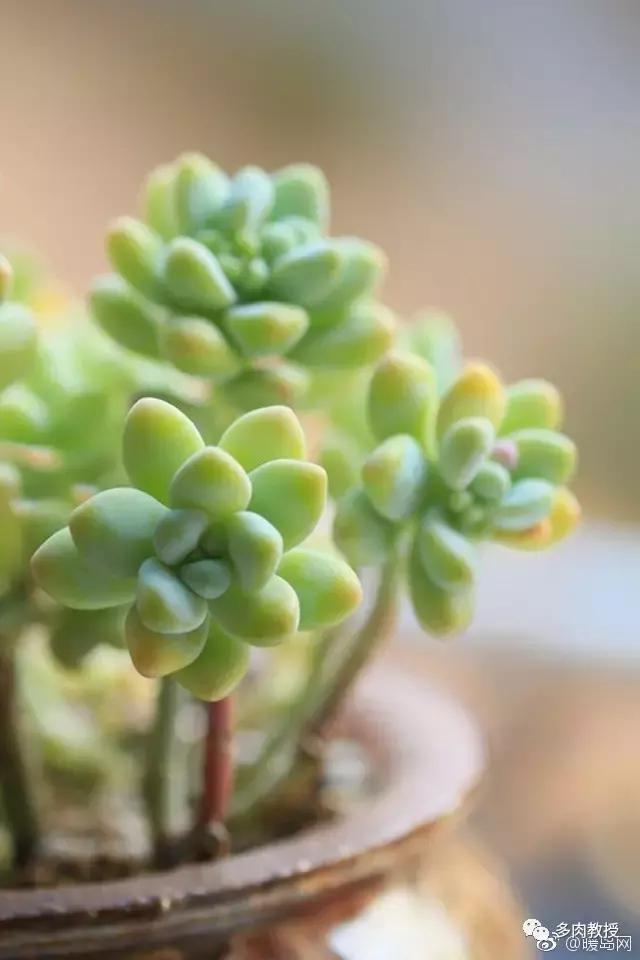 多肉的奇特之处,养的多肉长了蘑菇