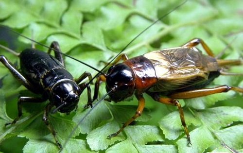 回忆一下2018年的神兽们,记录曾经神兽们的点点滴滴