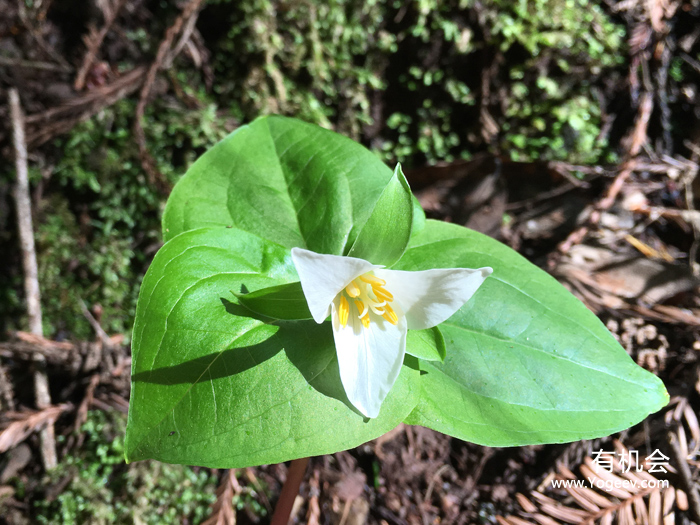 现实中的魔法森林,魔法森林教学课件