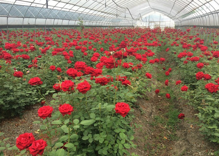 玫瑰精油1000多钱,一千克纯玫瑰精油价格