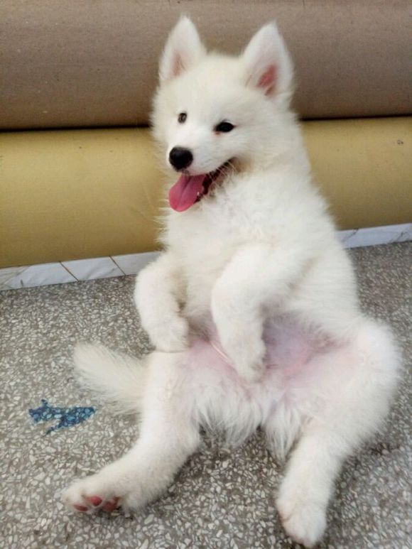 刚到家的萨摩耶活泼正常嘛,萨摩耶无精打采拉稀还不吃东西