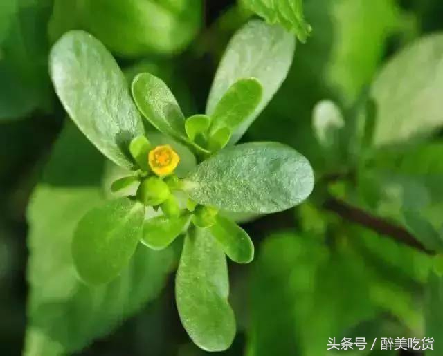 野菜马齿苋的功效与作用禁忌,吃野菜马齿苋有什么禁忌