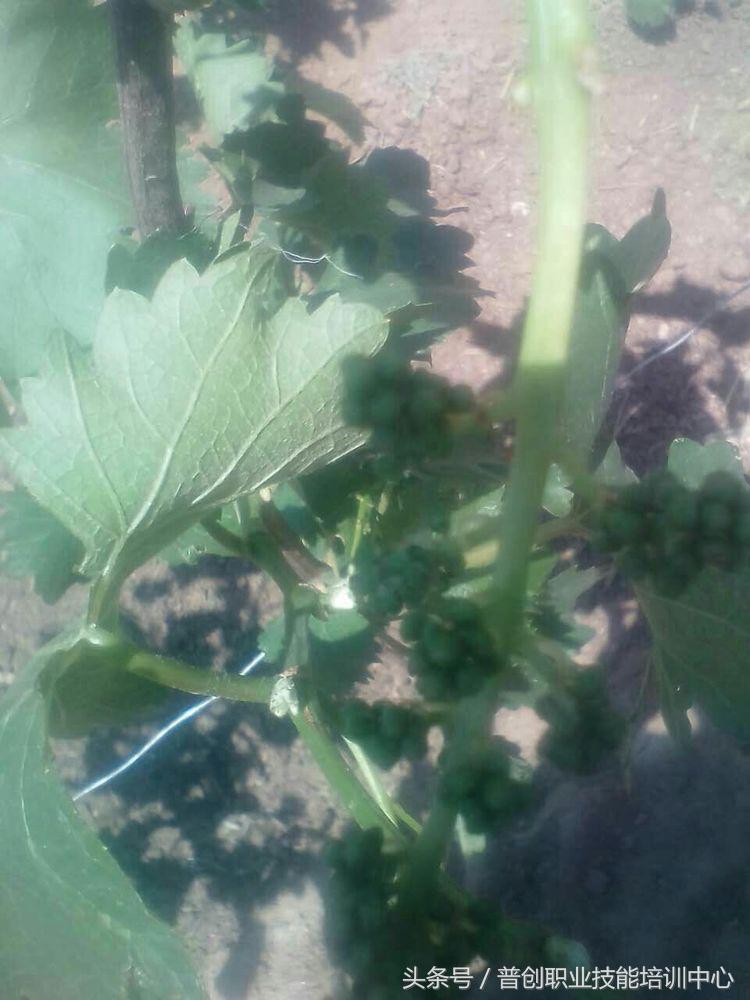 葡萄种植管理技术唐老师,如何管理葡萄才能高产的技术