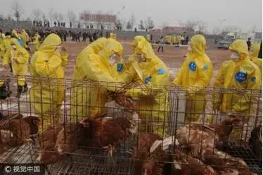 动物疫情补助政策,发生动物重大疫病处置流程