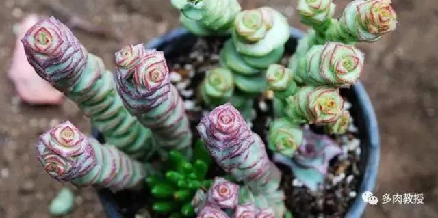 6种名字充满趣味性的多肉,推荐八种高颜值多肉好看又好养