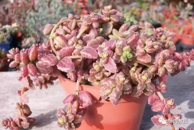 6种名字充满趣味性的多肉,推荐八种高颜值多肉好看又好养