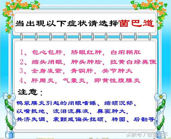 芦花鸡养殖技术大全,芦花鸡养殖技术知识大全
